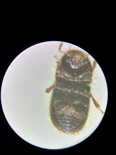 Xylographus bostrichoides